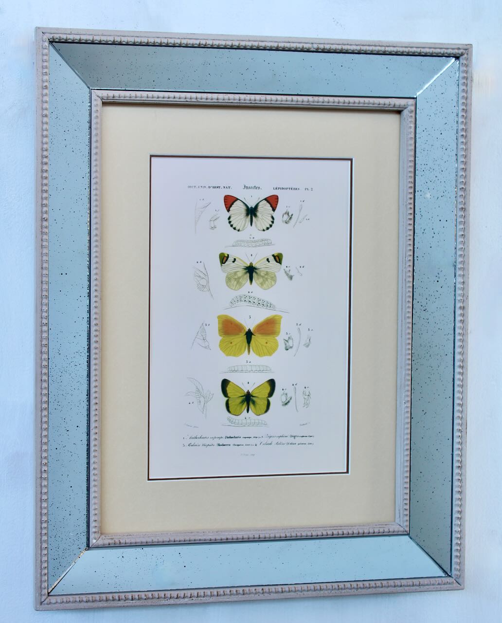 ANTIQUE MIRRORED BUTTERFLY PICTURE  51CMX41CM